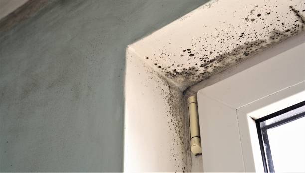 Best Emergency Mold Remediation  in Edgemoor, DE