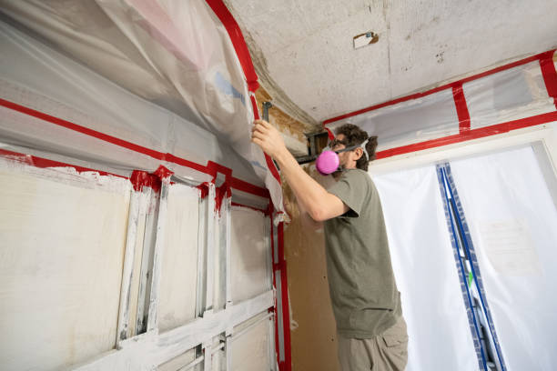 Best Basement Mold Removal  in Edgemoor, DE
