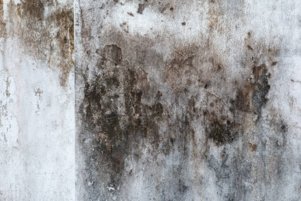 Trusted Edgemoor, DE Mold Removal Experts