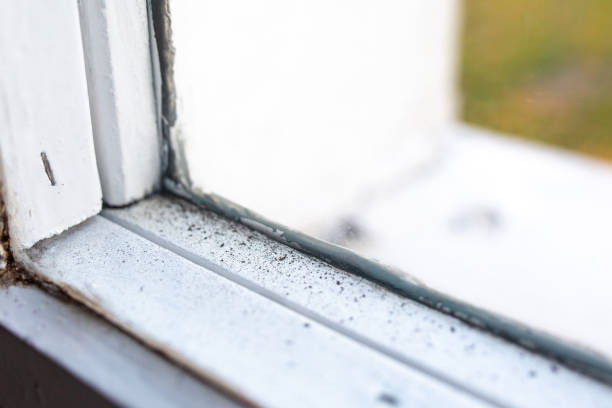 Best Comprehensive Air Testing for Mold Contaminants  in Edgemoor, DE