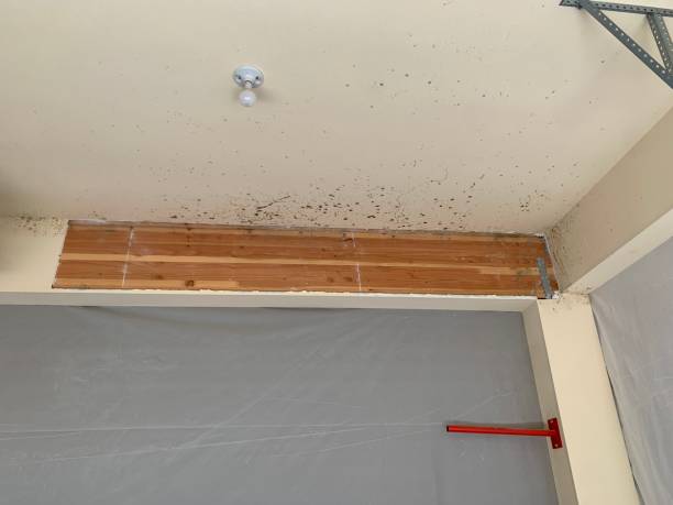  Edgemoor, DE Mold Removal Pros