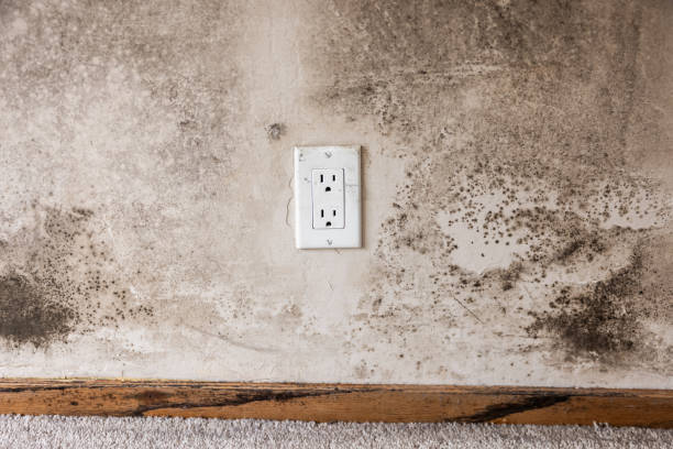 Biohazard Mold Removal in Edgemoor, DE