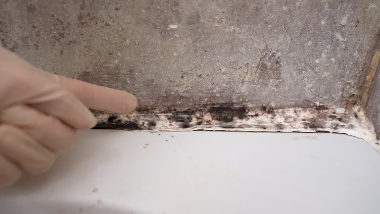Best Environmental Consulting for Mold Prevention  in Edgemoor, DE